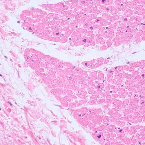 fotografie biologický digitální mikroskop MAGUS Bio D230TL LCD,  29