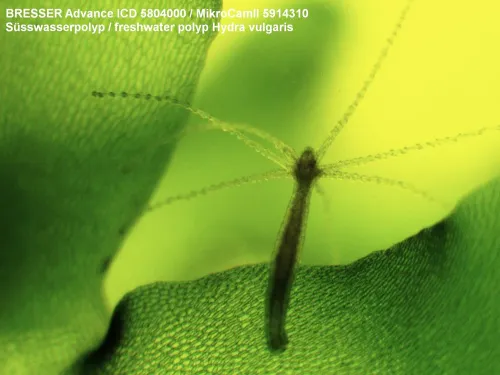 foto mikroskop Bresser Advance ICD 10–160x,  5