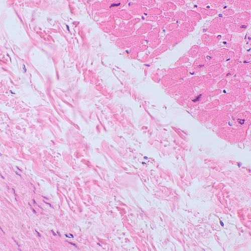 foto biologický mikroskop MAGUS Bio 250TL,  23