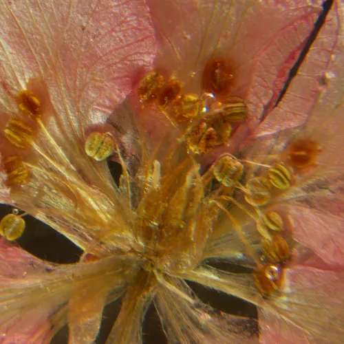 snímek stereomikroskop MAGUS Stereo A6,  16