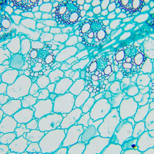 fotografie biologický digitální mikroskop MAGUS Bio D260T LCD,  27