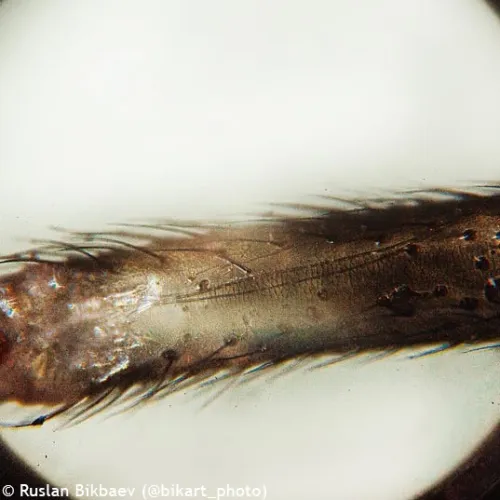 fotografie mikroskop Levenhuk Rainbow 50L PLUS,  26