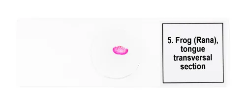 snímek sada mikropreparátů Levenhuk Discovery Prof DPS 5. „Obojživelníci“,  8