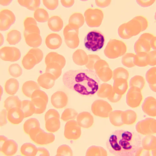 foto biologický mikroskop MAGUS Bio 250B,  20