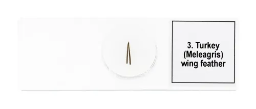 obrázek sada mikropreparátů Levenhuk Discovery Prof DPS 5. „Ptáci“,  7