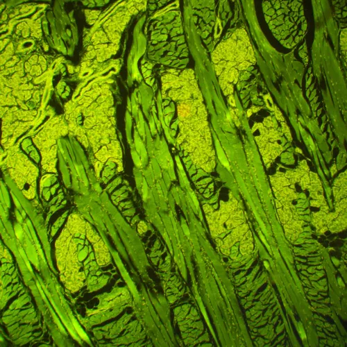 foto fluorescenční mikroskop MAGUS Lum 460L,  21