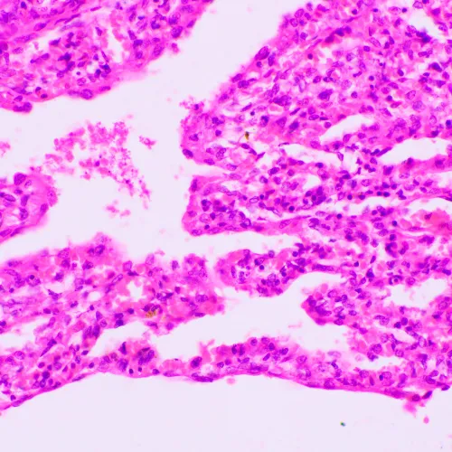 obrázek biologický mikroskop MAGUS Bio 270T,  23