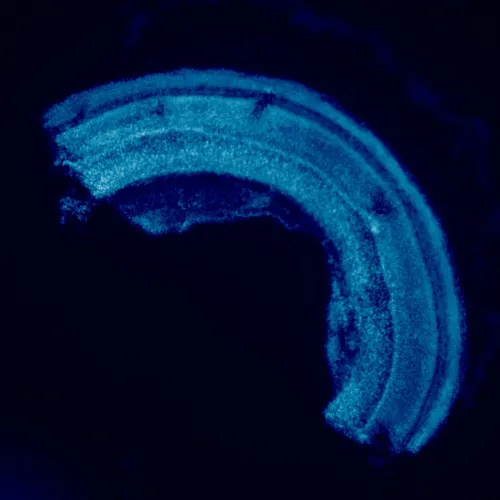 foto fluorescenční mikroskop MAGUS Lum 460L,  23