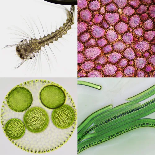 foto stereomikroskop Bresser Biorit ICD CS 5–20x LED,  4