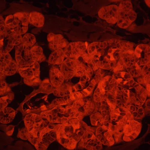 snímek fluorescenční inverzní digitální mikroskop MAGUS Lum VD500L LCD,  24