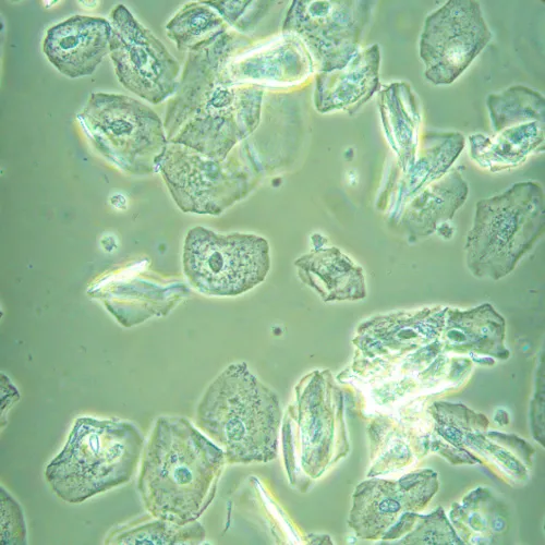 foto biologický inverzní digitální mikroskop MAGUS Bio VD360,  26