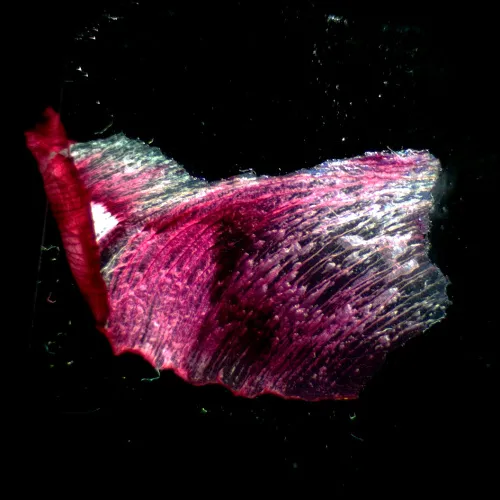 snímek stereomikroskop MAGUS Stereo A18T,  3