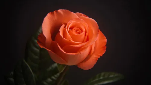 snímek fototeleskop Levenhuk Kelvin MAK60 mini AZ,  21