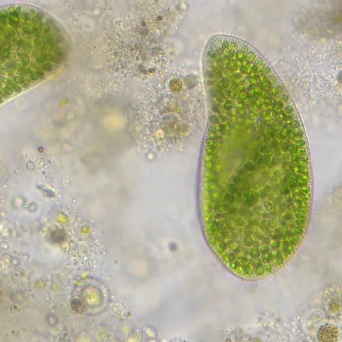 foto mikroskop Bresser Researcher Trino 40–1000x,  14