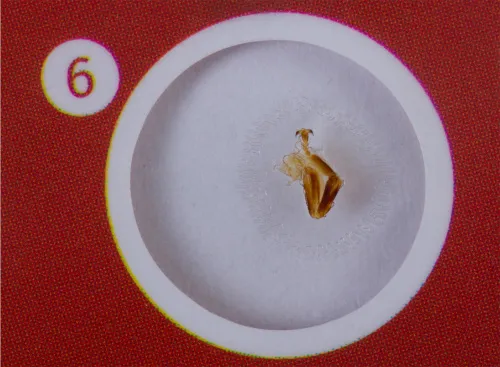 fotografie sada hotových živočišných preparátů Levenhuk LabZZ C12,  5