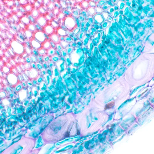 fotografie biologický digitální mikroskop MAGUS Bio D230T,  24