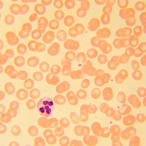 snímek biologický mikroskop MAGUS Bio 230B,  22