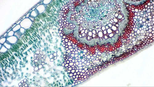 obrázek digitální kamera Bresser MikrOkular s Full HD okulárem,  8