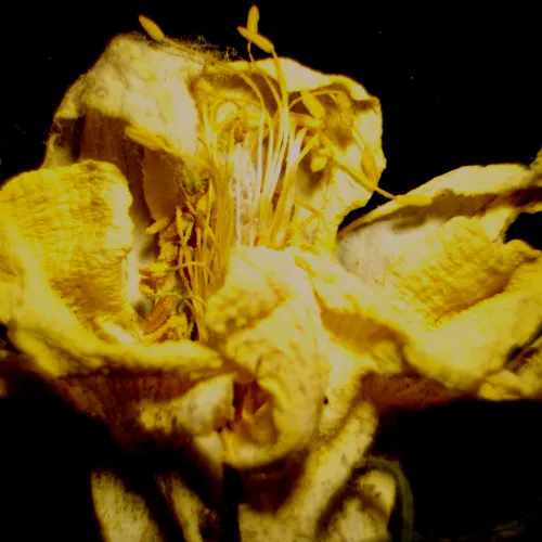 obrázek digitální stereomikroskop MAGUS Stereo D9T,  27