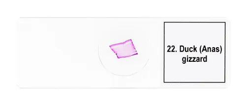 snímek sada mikropreparátů Levenhuk Discovery Prof DPS 25. „Biologie, ptáci, atd.“,  11