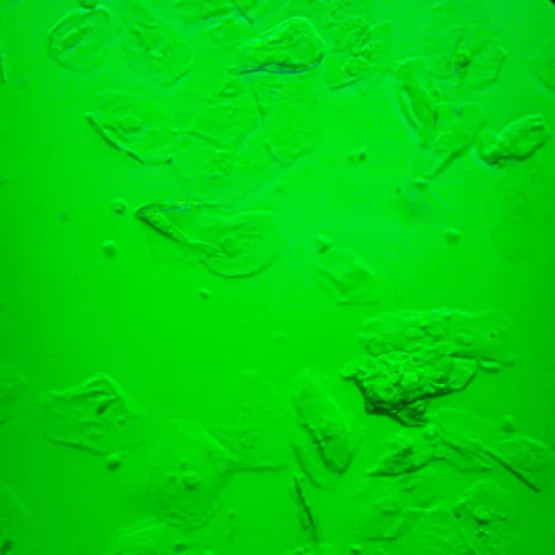 fotografie biologický inverzní digitální mikroskop MAGUS Bio VD360 LCD,  30