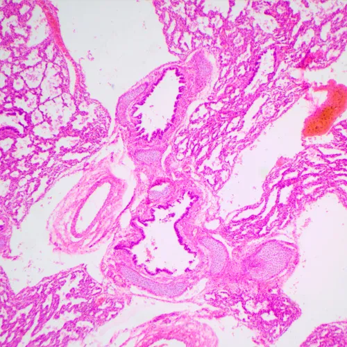 obrázek biologický mikroskop MAGUS Bio 240T,  23