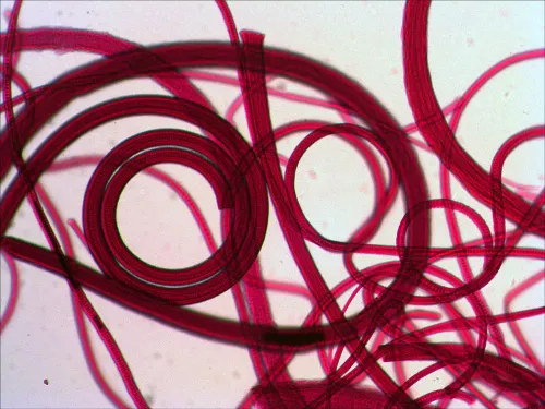 fotografie sada preparátů a sklíček Levenhuk N80 NG "Uvidět vše",  9