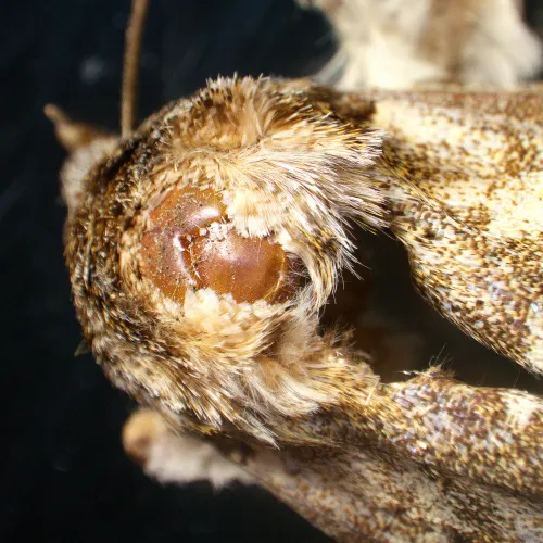 snímek stereomikroskop MAGUS Stereo A18T,  6