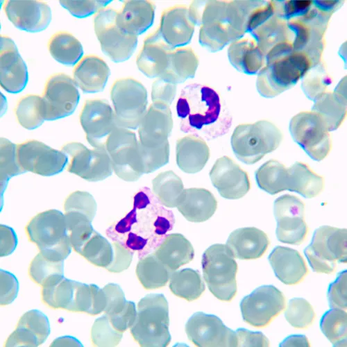 fotografie biologický mikroskop MAGUS Bio 230BL,  21