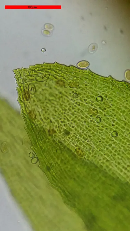 snímek mikroskop Bresser Erudit Basic 40–400x,  18