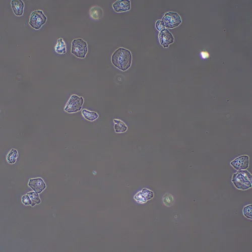 fotografie zařízení s fázovým kontrastem MAGUS PH2,  13