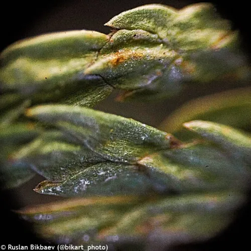 fotografie mikroskop Levenhuk Rainbow 50L PLUS,  23