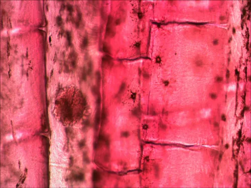 fotografie sada preparátů a sklíček Levenhuk N80 NG "Uvidět vše",  11