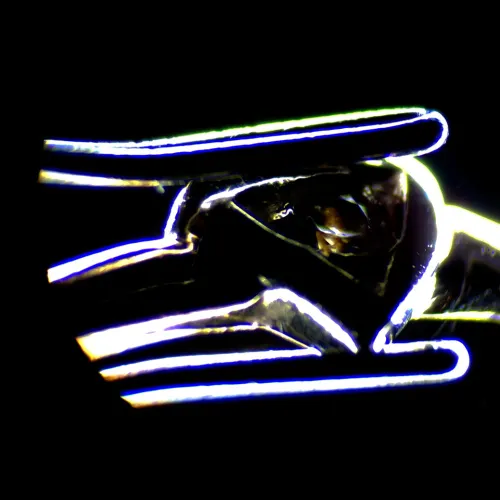 snímek stereomikroskop MAGUS Stereo 7B,  18