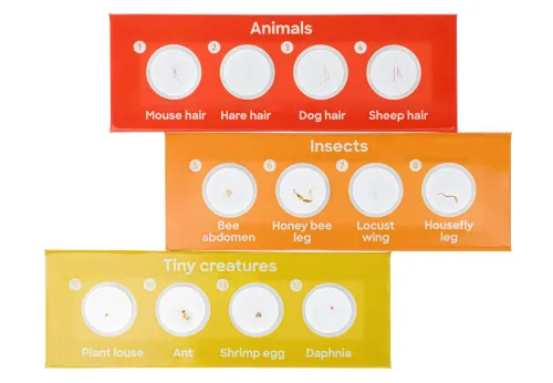 obrázek sada 12 hotových preparátů Levenhuk Discovery Fauna,  3